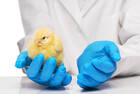 Poultry Diagnostics Market Growth, Share, Analysis, Trend, Key Players and Forecast 2021-2026