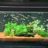 What is the quality of Acrylic fish tank?