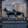 The Record-Breaking Doberman Pinscher: Size, Care, and Training