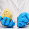 Poultry Diagnostics Market Growth, Share, Analysis, Trend, Key Players and Forecast 2021-2026