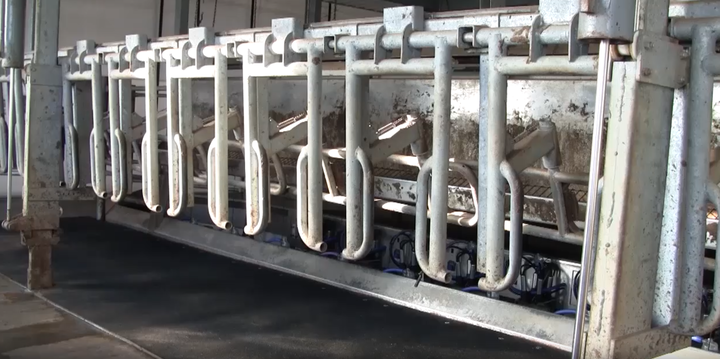 Milking Parlour For Dairy Cattle