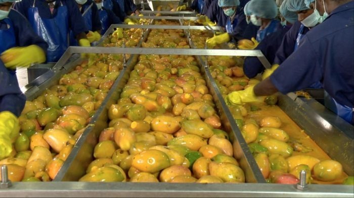 Mango Pulp Manufacturing Plant Cost Report 2024: Business Plan, Machinery, and Investment Opportunities