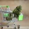 How online dispensaries cater to medical marijuana patients