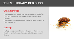 How to Get Rid of Bed Bugs: A Complete Guide