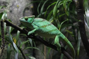 How to take care of reptiles in winter