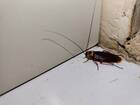 Professional Bed Bug Exterminator Services in Phoenix