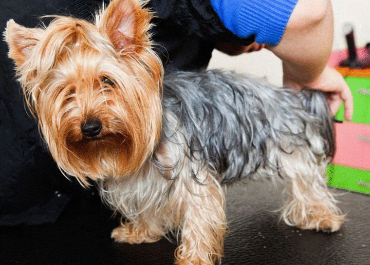 Gorgeous Grooming: Keeping Your Dog Looking Fabulous