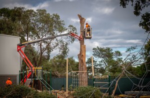 The Benefits of Professional Tree Removal Services in Mornington: Ensuring Safety, Preservation, and Excellence