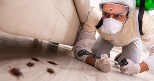 What to Look for in a Pest Control Professional: Some Ideas