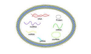 Comprehensive Solutions for Exosome DNA &amp; RNA Isolation