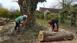We Offer The Best Tree Surgeons