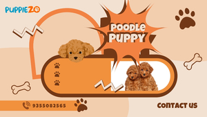 Poodle Puppies and Prices: What Every Owner Should Know: Puppiezo