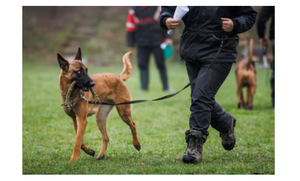 Effective Dog Training for Aggressive Dogs: A Step-by-Step Guide