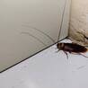 Professional Bed Bug Exterminator Services in Phoenix