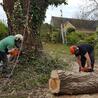 We Offer The Best Tree Surgeons