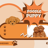 Poodle Puppies and Prices: What Every Owner Should Know: Puppiezo