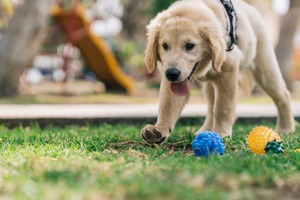 The Importance of Interactive Play for Puppies: Building a Strong Foundation