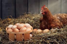 Egg Manufacturers in Namakkal | Sri Selvalakshmi Feeds & Farms