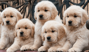 Golden Retrievers Puppies for Sale: How to Choose the Perfect Furry Addition to Your Family