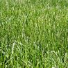 Kikuyu Grass Seed 101: Everything You Need to Know for a Vibrant Lawn