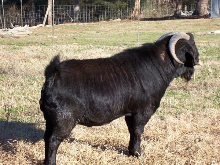 The Unique Beauty of Black Boer Goats