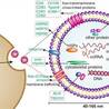 Comprehensive Suite of Exosome Modification Products to Advance Research
