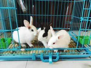 Top Rabbit Boarding in Sharjah: Safe &amp; Cozy Stay at Tree Pet Salon