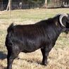The Unique Beauty of Black Boer Goats