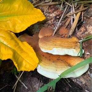 Edible Mushrooms: Improving Human Health And Buy Shrooms Online Canada Promoting Quality Life
