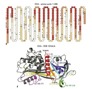 Ovalbumin Epitope Peptide Antibodies for Immunological Research