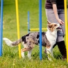 Effective Dog Training Strategies for Philadelphia Residents