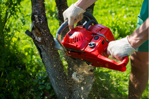 How to choose the best tree removal service for you?