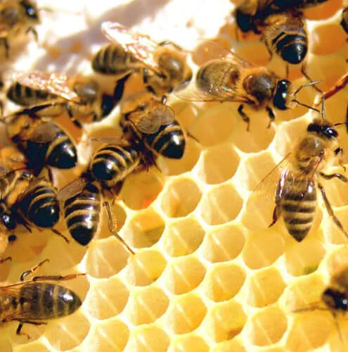 Unveiling the Health Benefits of Hawaii's Organic Honey