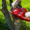 How to choose the best tree removal service for you?