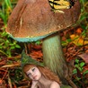 How To Something Your Magic Mushrooms Canada