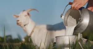 The Hidden Benefits of Goat Milk for Health, Digestion, and Skin