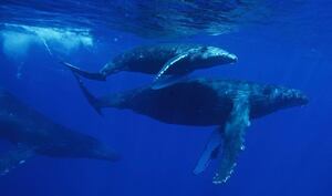 Why Choose Oahu&#039;s North Shore for Your Whale Watching Adventure?