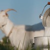 The Hidden Benefits of Goat Milk for Health, Digestion, and Skin