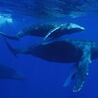 Why Choose Oahu&#039;s North Shore for Your Whale Watching Adventure?