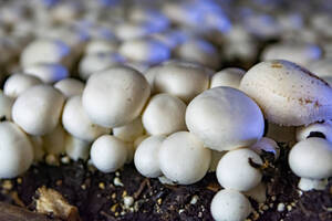 The Art of Growing Medicinal Mushrooms at Home