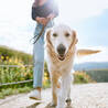 Why Regular Dog Walking Is Essential for Your Pet\u2019s Well-Being 