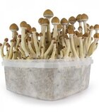 Buy Magic Mushrooms Online Researchers Make Unusual Finds In Bavaria