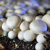 The Art of Growing Medicinal Mushrooms at Home