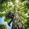Assessing Trees: Comprehensive Guide by Arborists in Werribee