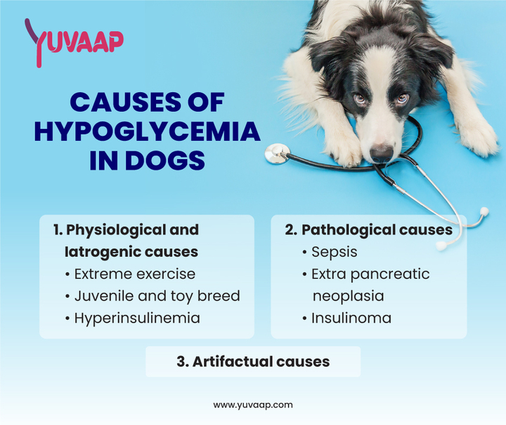 Hypoglycemia in Dogs: What Every Pet Owner Should Know