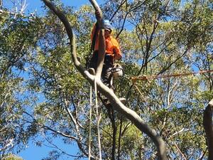 Prevent Hazards and Boost Growth: Expert Dead Wooding in Northern Beaches