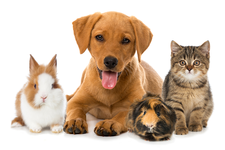 Pet Insurance Industry | Market Growth, Share and Forecast 2023-2028