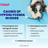 Hypoglycemia in Dogs: What Every Pet Owner Should Know