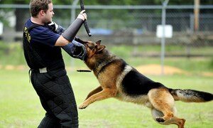The Importance of Proper Training for your K9 Partner