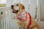 Five Main reasons why Your Doggy Really should Put on a Bandana Collar